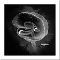 brain showing Emotional Intelligence